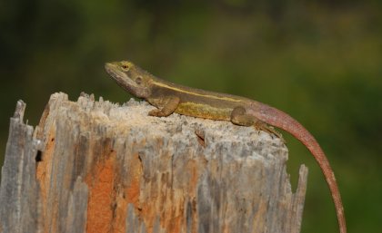 Nobbi Dragon.